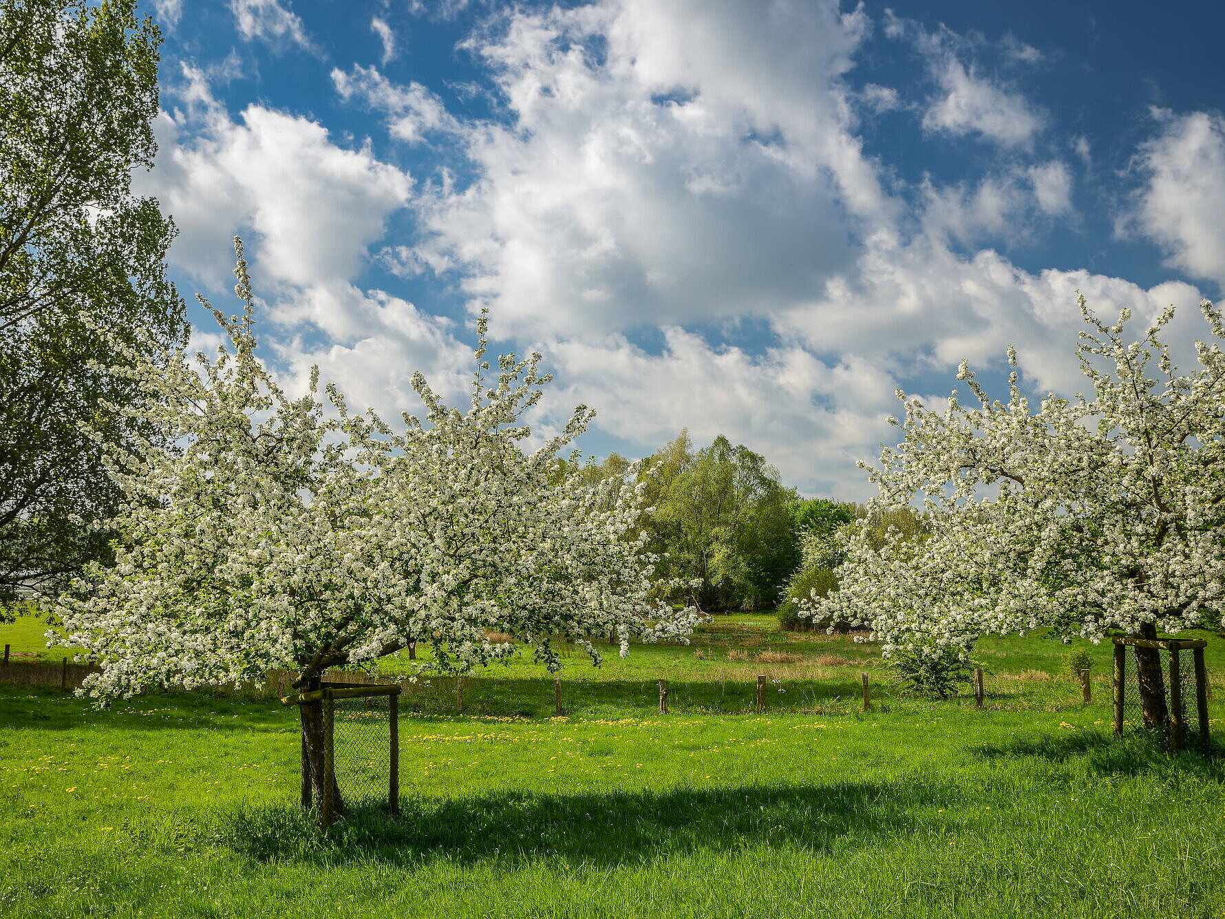 Blühende Obstbäume aus der Streuobstwiese des NaturForums. © RVR, Sprave