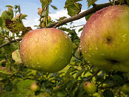 Zwei rot gefärbte Äpfel am Baum
