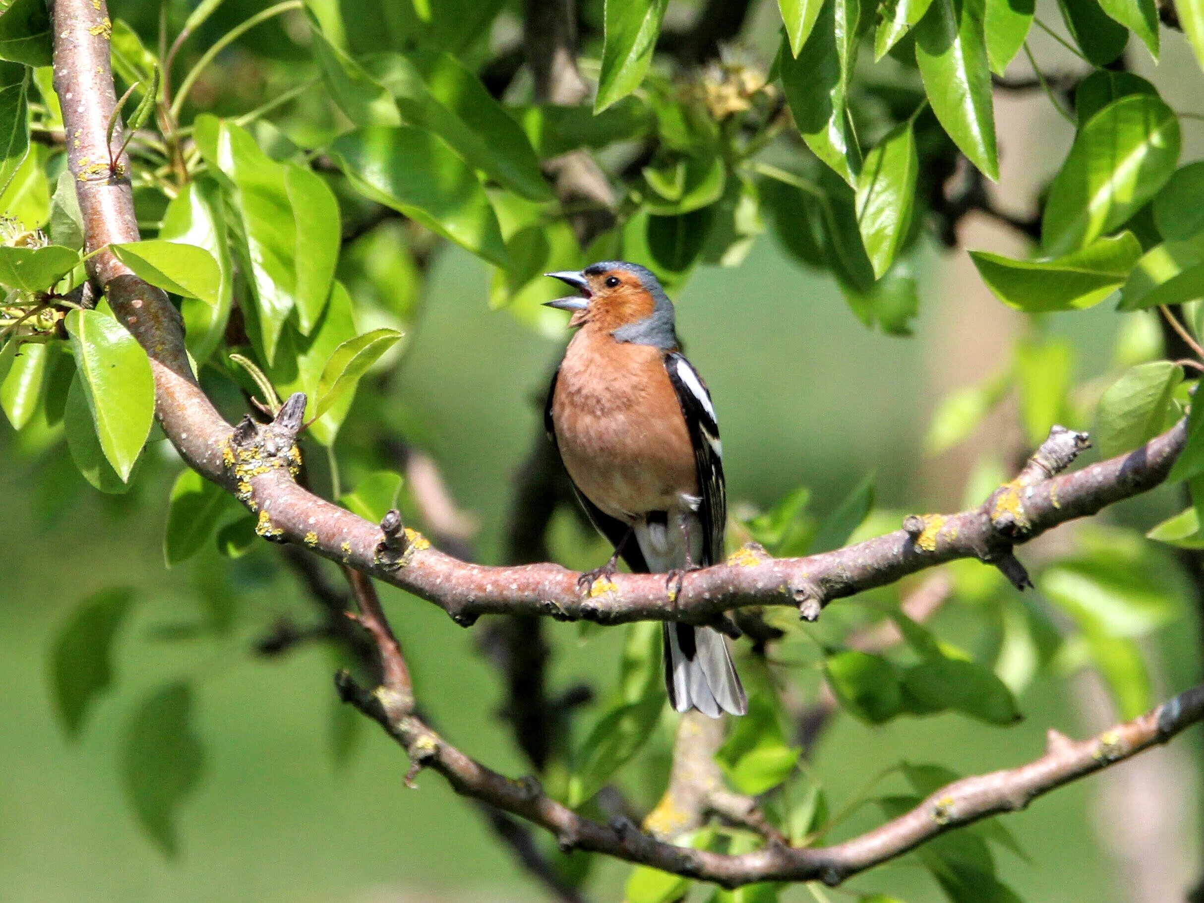 Singender Buchfink im Obstbaum