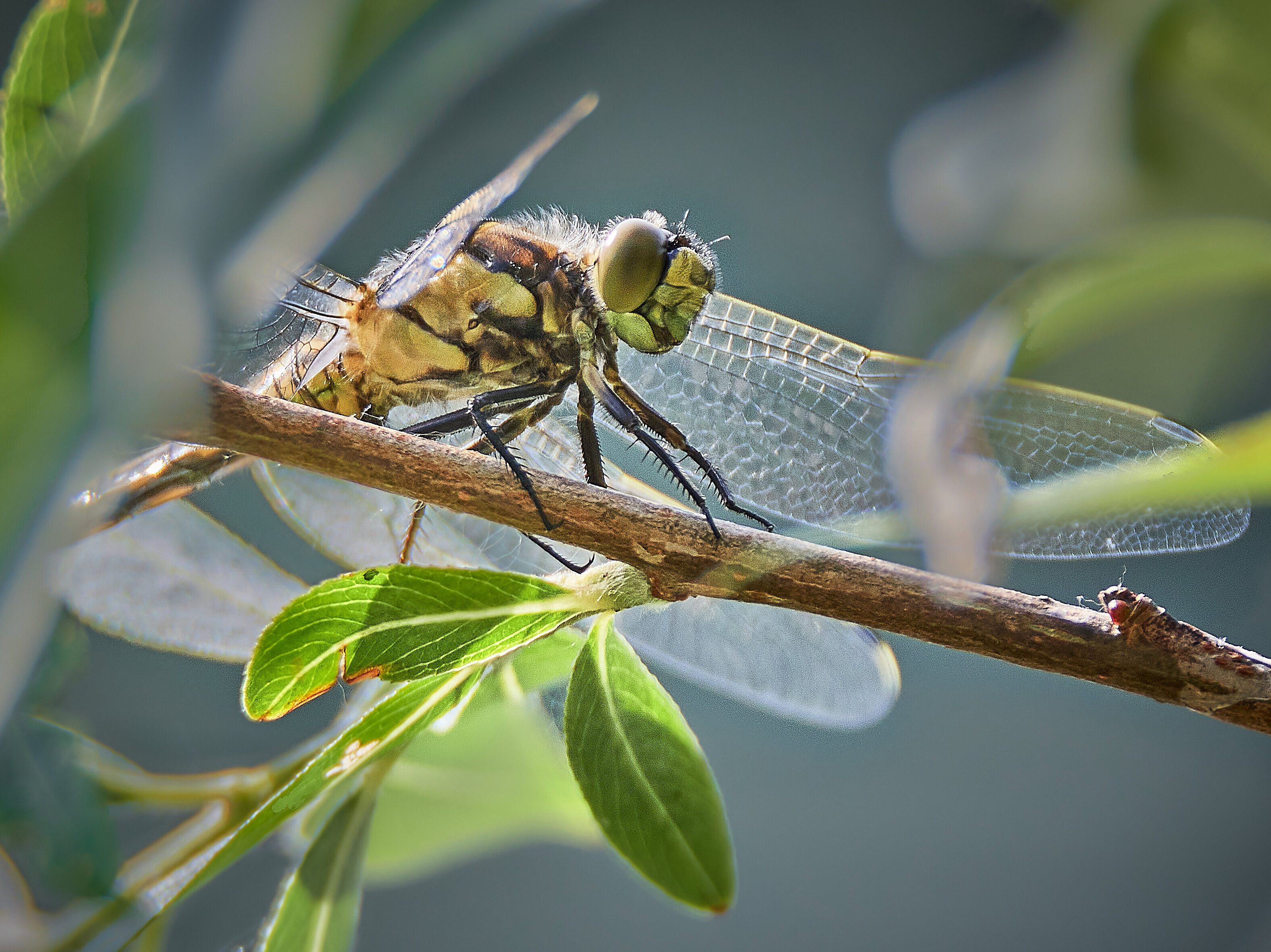 Libelle sitzt auf einem Ast