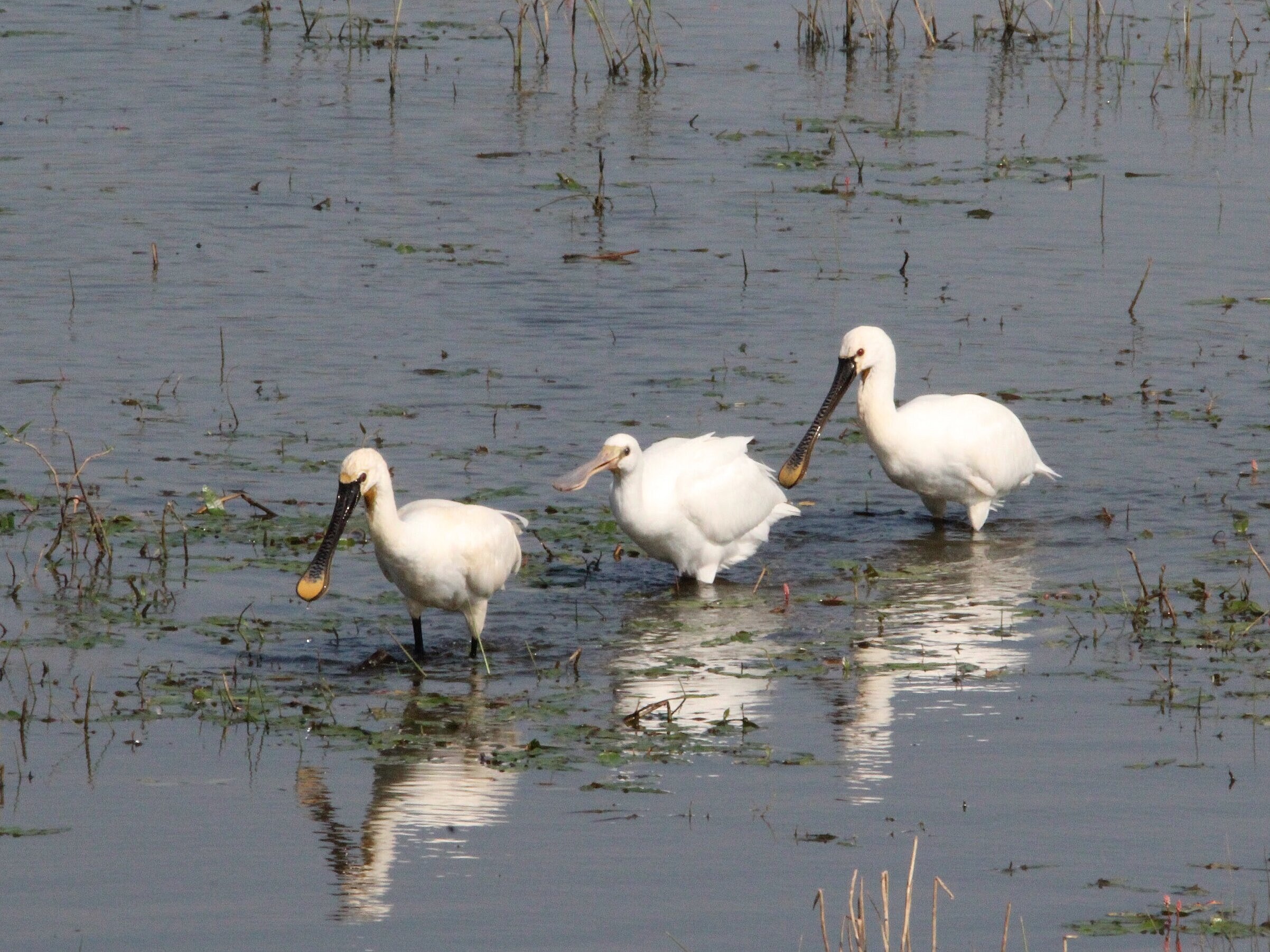 Junge Löffler unterwegs in den Auengewässern der Bislicher Insel.