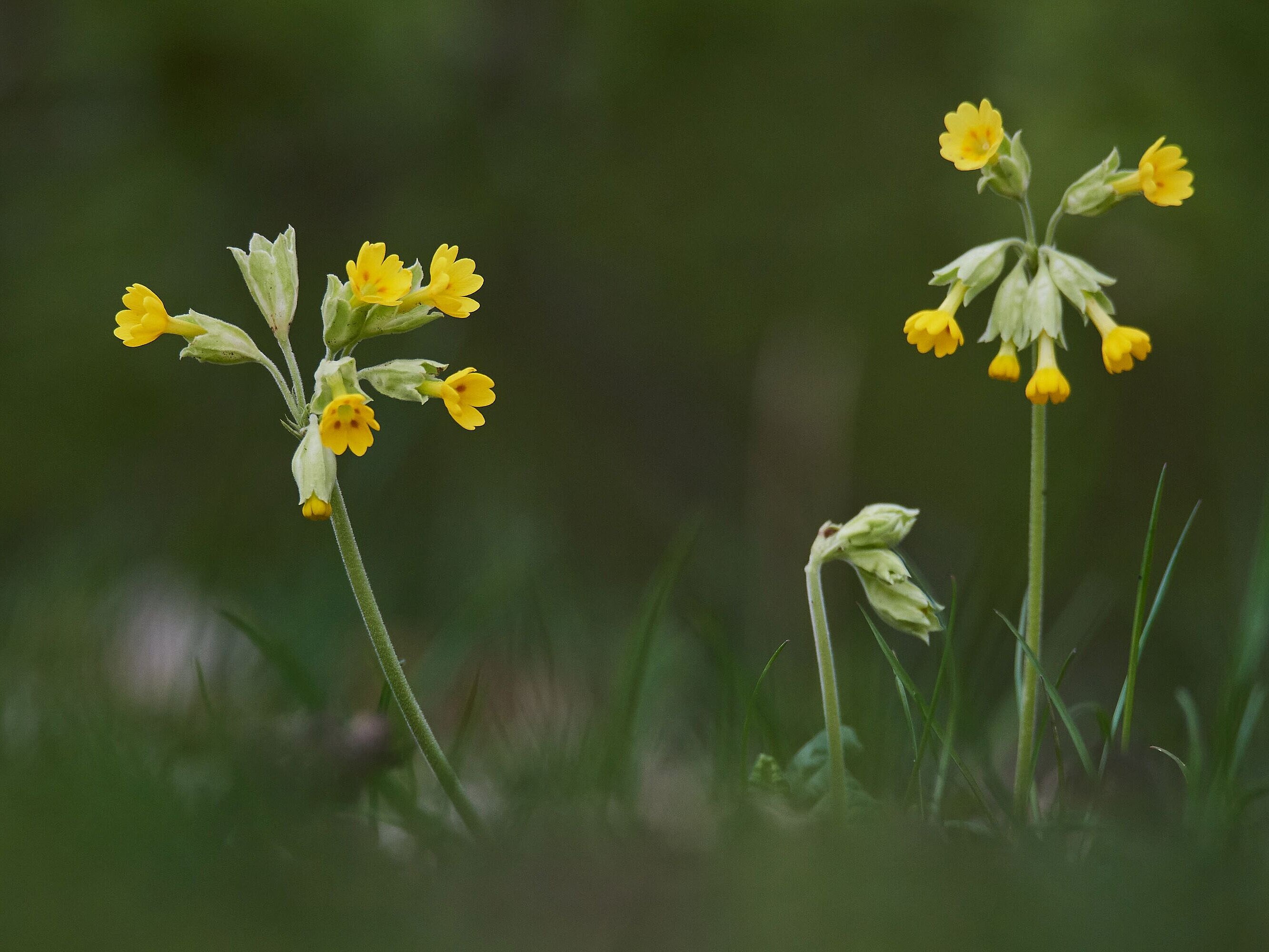 Schlüsselblumen blühen im Frühjahr auf der Bislicher Insel.